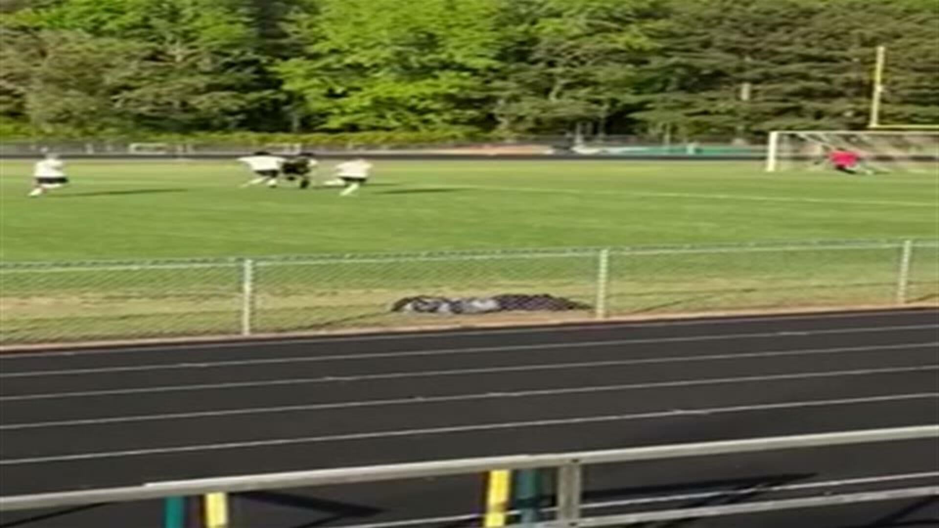 Nick V. Goal vs. Gaffney