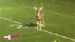 Deer interrupts football game